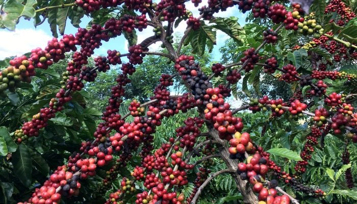 © REUTERS/Jose Roberto Gomes